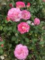 Rose1.jpg